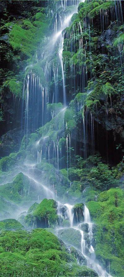 救援鹦鹉